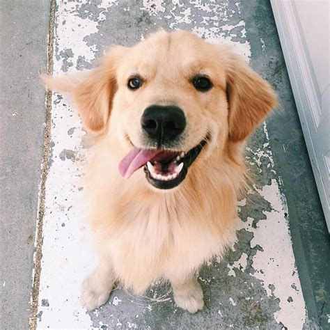 Is This A Happy Golden Retriever Puppy Or What Animals