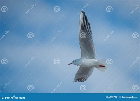 Seagull With Spread Wings Stock Image Image Of Headed 62357371