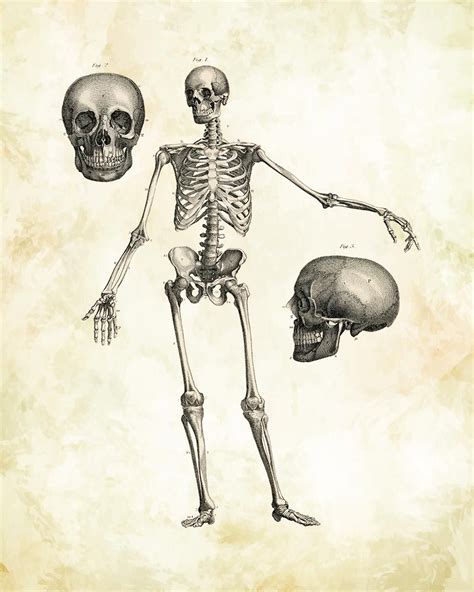 Finely Detailed View Depicting A Human Skeleton From The Front