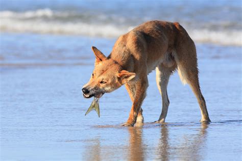 Le Dingo Chien Sauvage D Australie Photos Futura