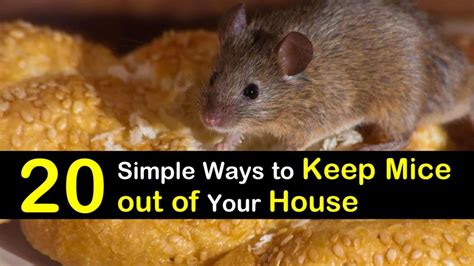 Simple Ways To Keep Mice Out Of Your House