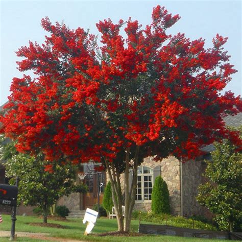 Inspiring 65 Beautiful Flowering Tree Ideas For Your Home Yard