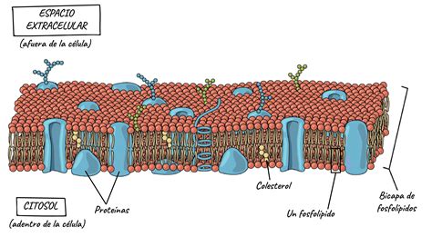 Citoesqueleto Membrana Celular Membrana Plasmatica Celula Eucariotica