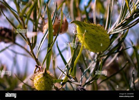 Narrow Leaf Cotton Bush Plant Stock Photo Alamy