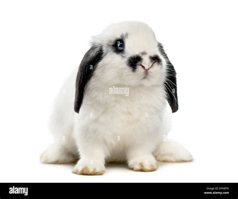 Lop Rabbit Against White Background Stock Photo Alamy