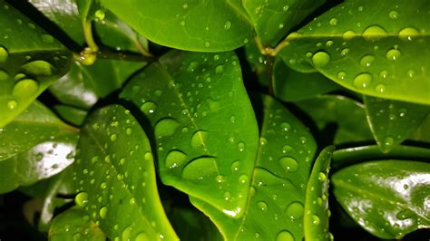 무료 이미지 자연 이슬 밤 잎 꽃 젖은 녹색 식물학 플로라 닫다 이파리 물방울 관목 빗방울 열대