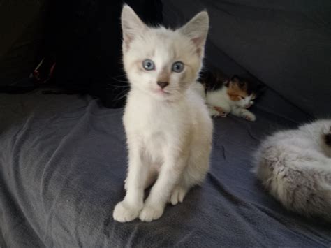 We did not find results for: This is Lily | Cats, Lily, Animals