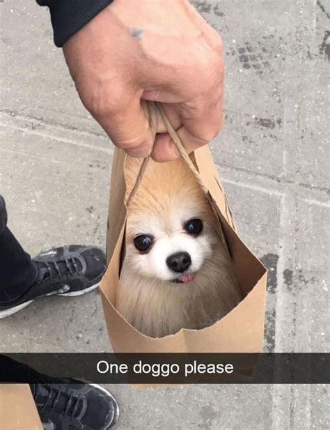 You can put him facedown on your lap, or on your arm with his. 14 Funny Pomeranian Memes That Will Make You Cry Laughing | PetPress in 2020 | Pomeranian memes ...