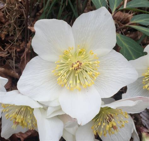 Hellebore Flowers For The Cold And Winter