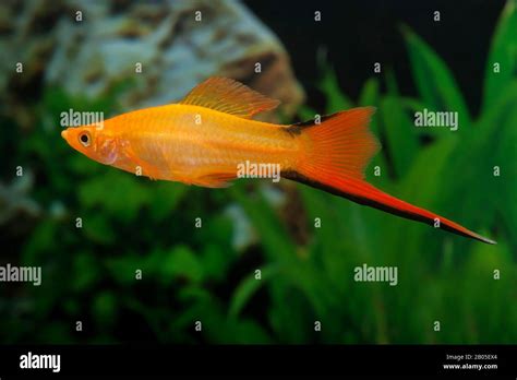 Orange Swordtail Fish Hi Res Stock Photography And Images Alamy