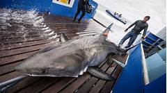 Unbelievable Great White Shark Tracker Leebeth The Untold Truth %e2%80%93 Discover The Shocking Details