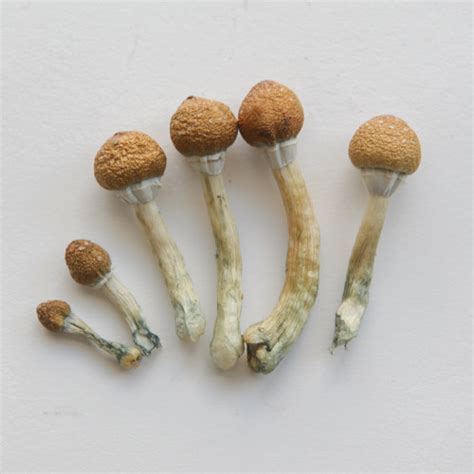 Dried Psilocybin Mushrooms All Mushroom Info