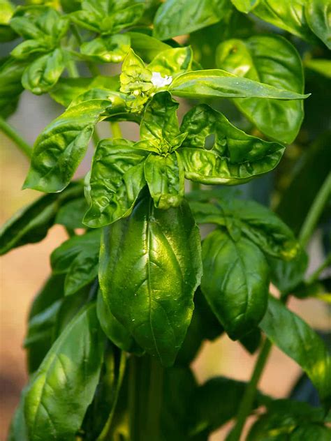 Maybe you would like to learn more about one of these? My Favorite Garden Herbs and How To Grow Them