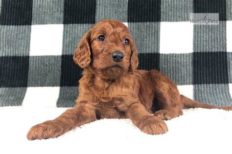 Irish Doodle Irish Setter Puppy For Sale Near Eau Claire Wisconsin