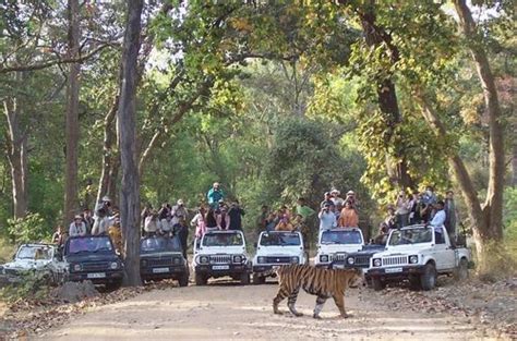 Bandhavgarh National Park Wildlife Tour Packages Luxury Wildlife