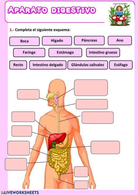 Sistema Digestivo Ficha Interactiva Y Descargable Puedes Hacer Los My