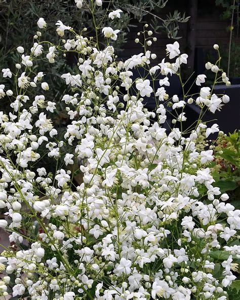 Thalictrum Delavayi Splendide White Bare Roots — Buy White Chinese