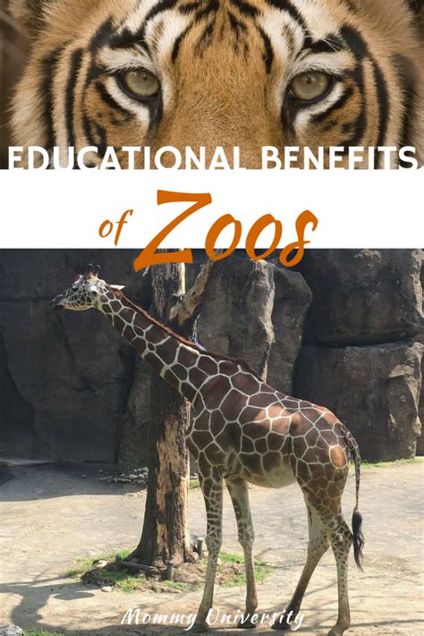 Educational Benefits Of Zoos Mommy University