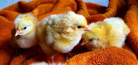 Masukkan ayam, masak selama lebih kurang 15 menit. Inilah Arti Mimpi Dikasih Ayam Cemani | Ibnu Sirin