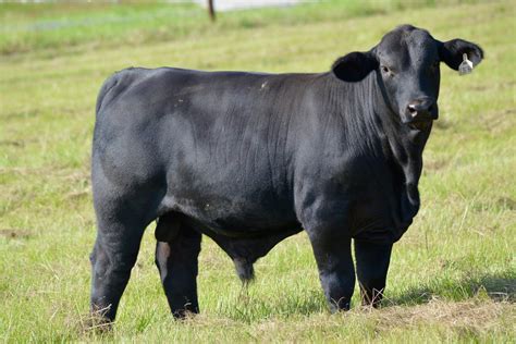 Beef Cattle Discovery Breeds Brangus Animal And Food Sciences