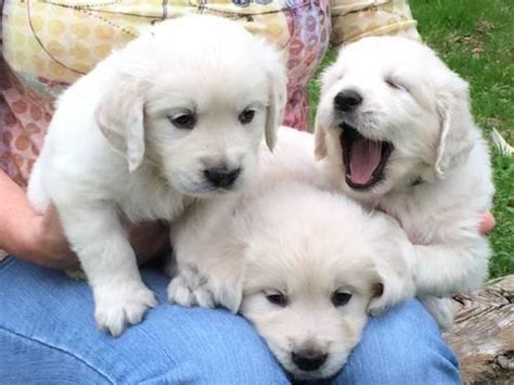 Our passion for our breed and the health of our puppies are the english golden is such an amazing breed. Golden Retriever - English Cream - AKC for Sale in Argyle ...