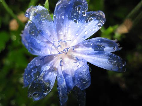 Alberi aggiungere altezza e l'interesse verticale al paesaggio, aumentare la privacy del vostro giardino, fungono da frangivento e creano ombra. Fiore viola