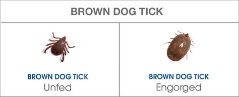 Brown Dog Tick Symptoms Prevention And Treatment Nexgard® Range