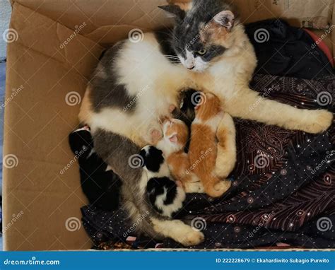 Mother Cat Breastfeeding Her Kittens In The Box Stock Image Image Of Closeup Kitten 222228679