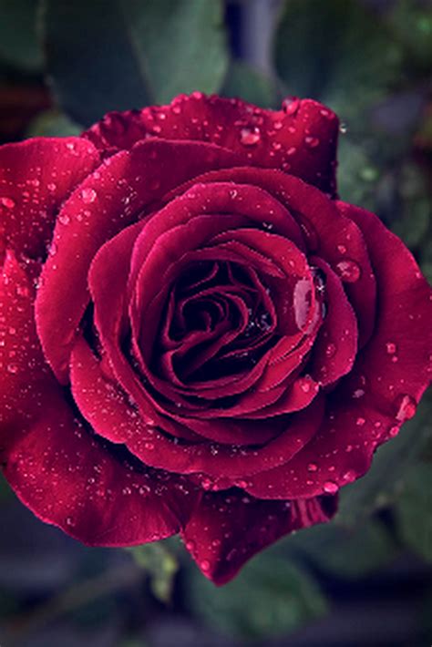 Sign In Beautiful Roses Red Roses Rose