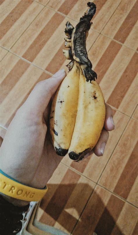 These Two Bananas Connected To Each Other Rmildlyinteresting