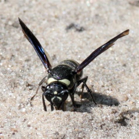 Mason Wasp Euodynerus Megaera Bugguidenet