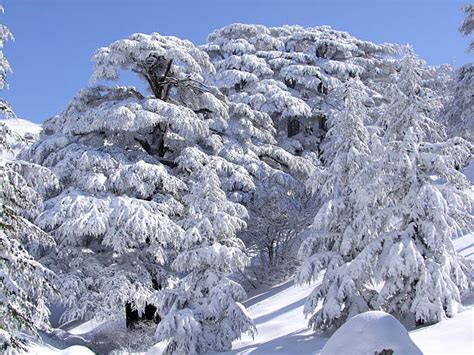 Lebanon Cedars And Snow Stock Photos Pictures And Royalty Free Images