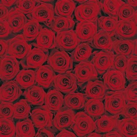 Wallpaper Hp Bunga Mawar Merah Gambar Bunga