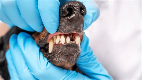 Oral Tumors In Pets Veterinary Dentistry And Oral Surgery