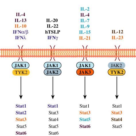 Pdf Biology And Significance Of The Jakstat Signalling Pathway