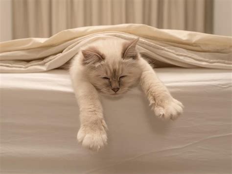 Kitten 7 wochen alt kotet ins bett. Katze im Bett schlafen lassen: Ja oder nein? | Katzen bett, Katzen und Katze pinkelt