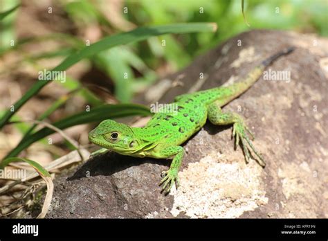 Green Lizard In Tortuguero National Park Costa Rica Neotropical Green