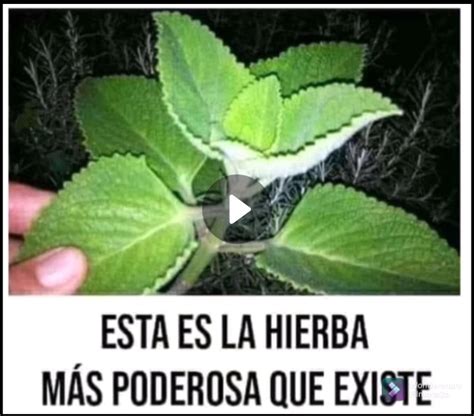 Esta Planta Es Milagrosa Topsalud