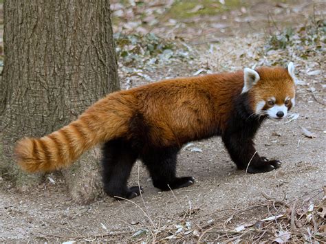 Red Panda A Panda The Size Of A Domestic Cat Aww