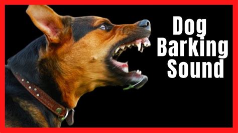 This sound effect was recorded in a custom built sound booth using state of the art valve mic pre. Dogs Barking sound effect | Puppy Barking - YouTube