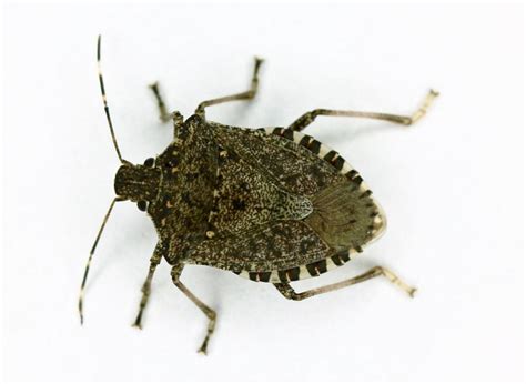 Stink Bugs In The House Audio Cals News