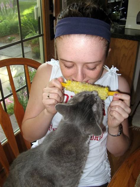 Cats Eating People Food Corn On The Cob Nom Nom Nom Quirky Cookery