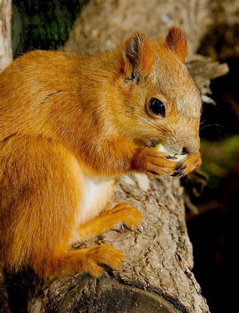 Eurasian Red Squirrel Sciurus Vulgaris 2 Josh More Flickr