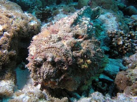 Stonefish Master Of Camouflage 20 Pics