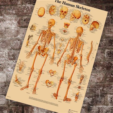 Anatomy Pathology Anatomical The Human Skeleton Chart Classic Canvas Sexiz Pix
