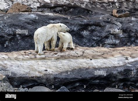 A Mother Polar Bear Ursus Maritimus With A Cub Of The Year Foraging