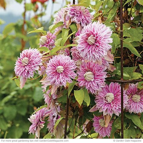 Grow The Best Clematis Ever Clematis Clematis For Shade Clematis Vine