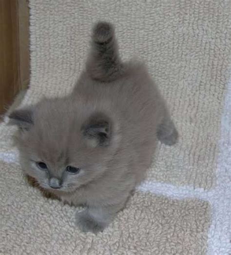 Persian kittens for sale in pakistan. 45 Awesome Munchkin Kitten Pictures And Photos