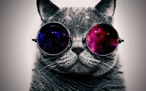 Grey Cat And Sunglasses Space Abstract Minimalism Animals Wallpaper