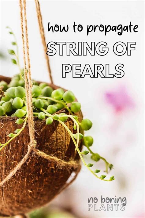 How To Propagate String Of Pearls Failproof Method No Boring Plants